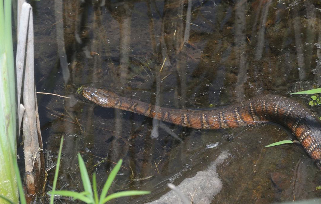 The non-venomous northern water snake can be confused with a copperhead in some color phases. This is a younger individual, and still has some reddish-brown banding. When water snakes get older, they usually turn dark, and any patterning is faint and hard to see. The banding on water snakes is relatively straight compared to banding on other snakes. Water snakes are commonly seen near lakes and ponds.....